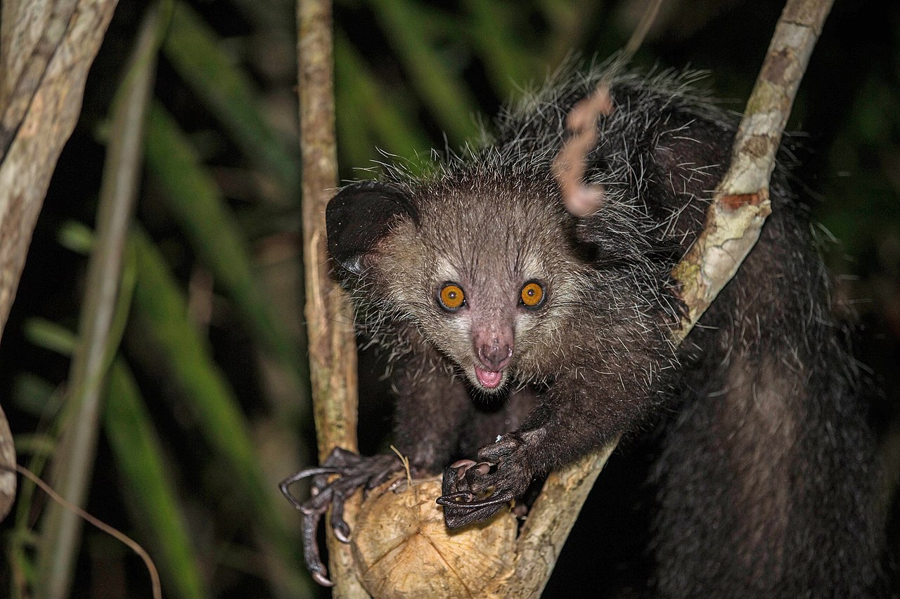 Lemur