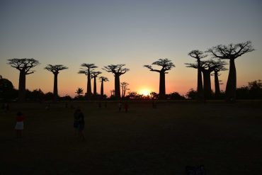 baobab