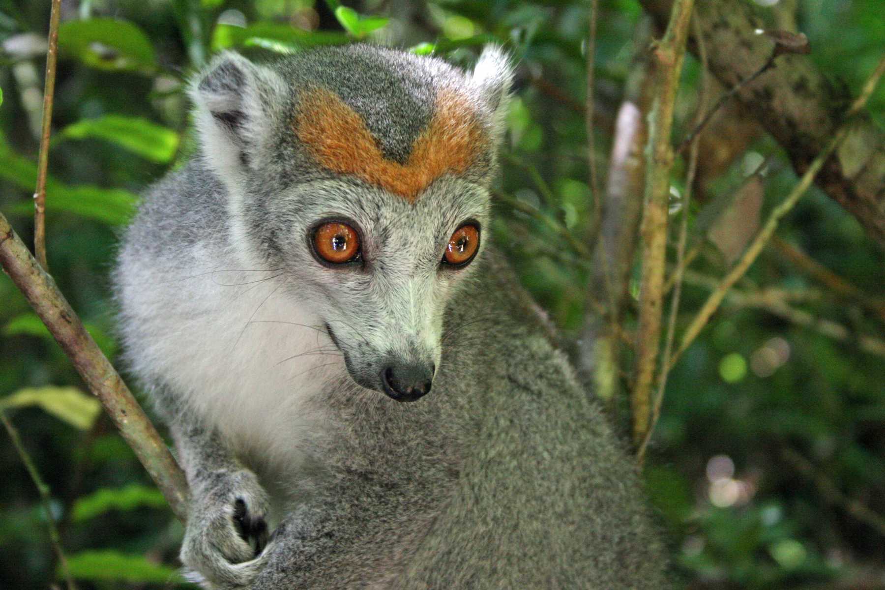 Natur- und Wildlife-Touren in Madagaskar