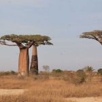Best Time to Visit Madagascar – Wann ist die beste Reisezeit für Madagaskar?