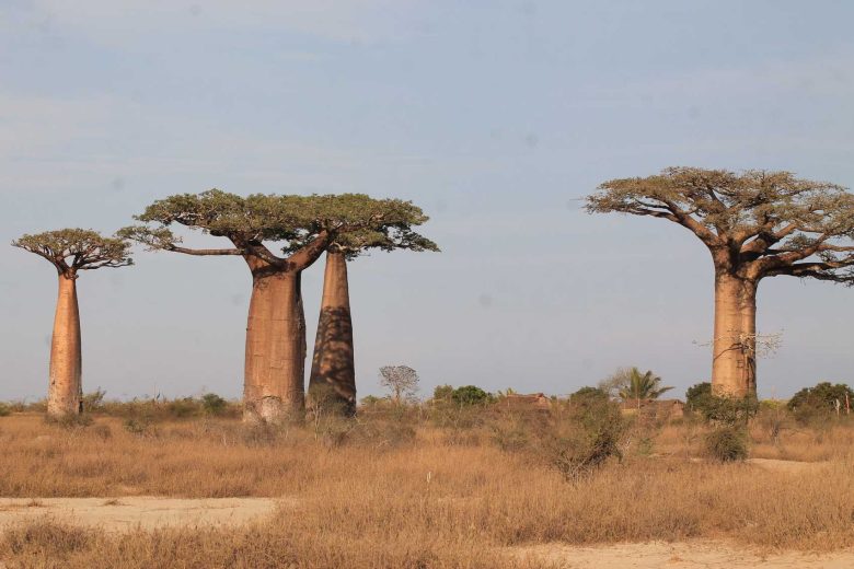 Best Time to Visit Madagascar – Wann ist die beste Reisezeit für Madagaskar?