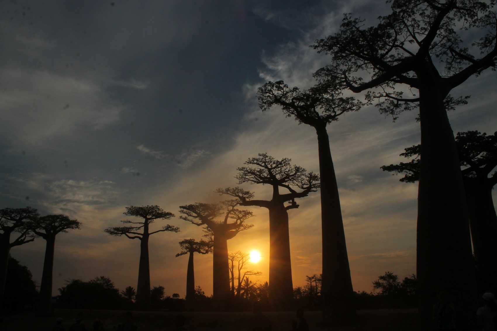 BAOBAB MADAGASKAR