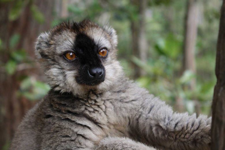 lemur Madagaskar