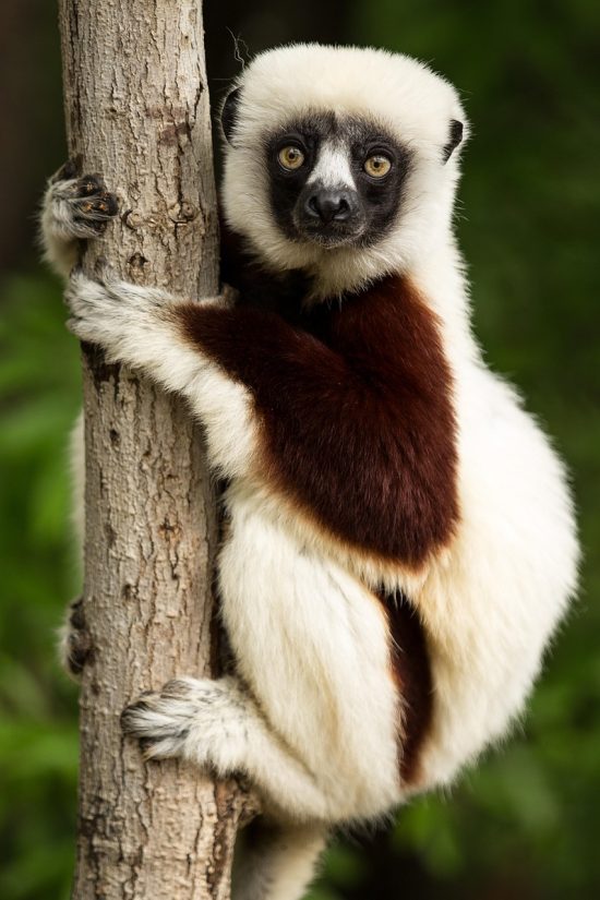 lemur