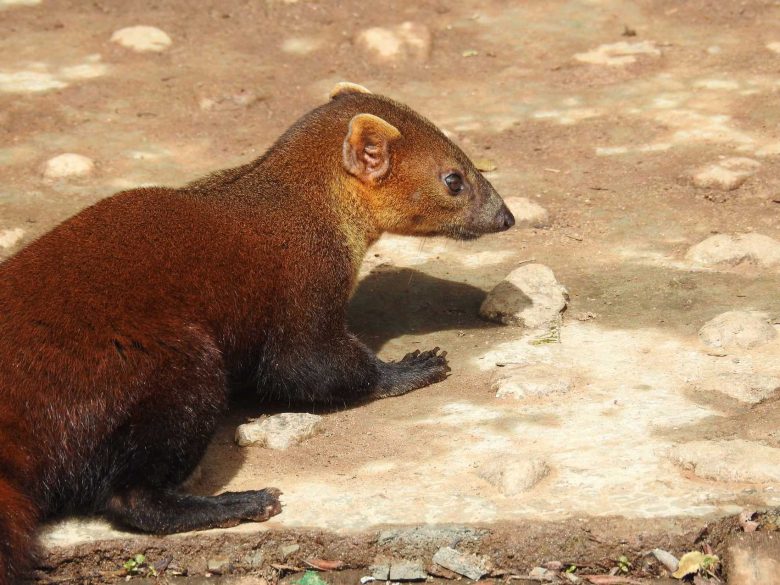 endemische Tierarten Madagaskar erleben