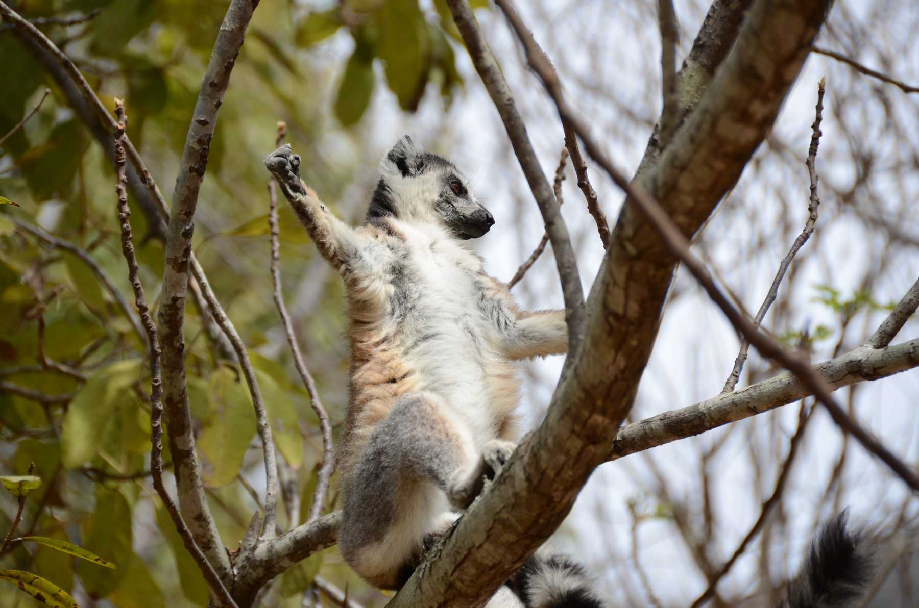 Lemur