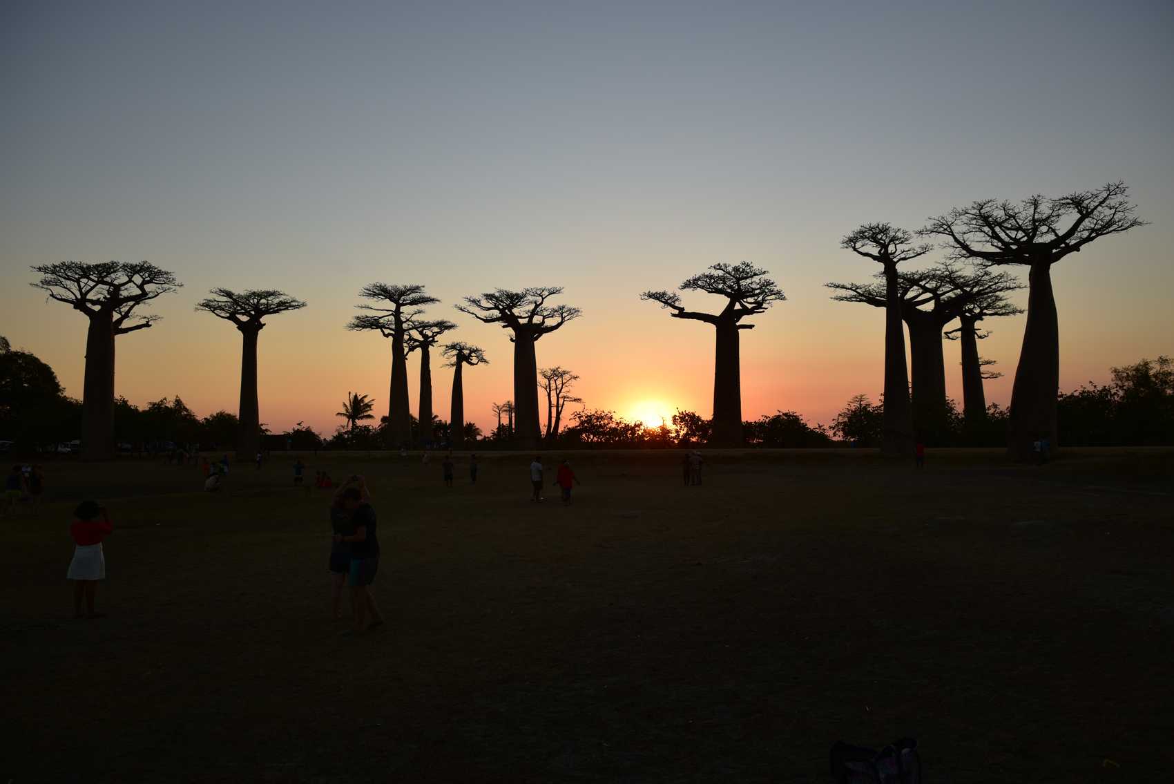 baobab